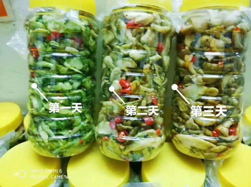 零投資高回報，攜手賀州壽城，共筑地瓜產(chǎn)業(yè)新篇章