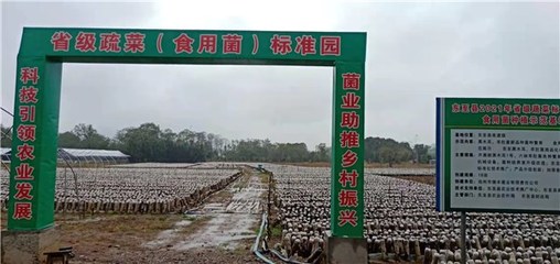 東至縣創(chuàng)建省級蔬菜園 深化初加工，繪就鄉(xiāng)村振興新藍(lán)圖